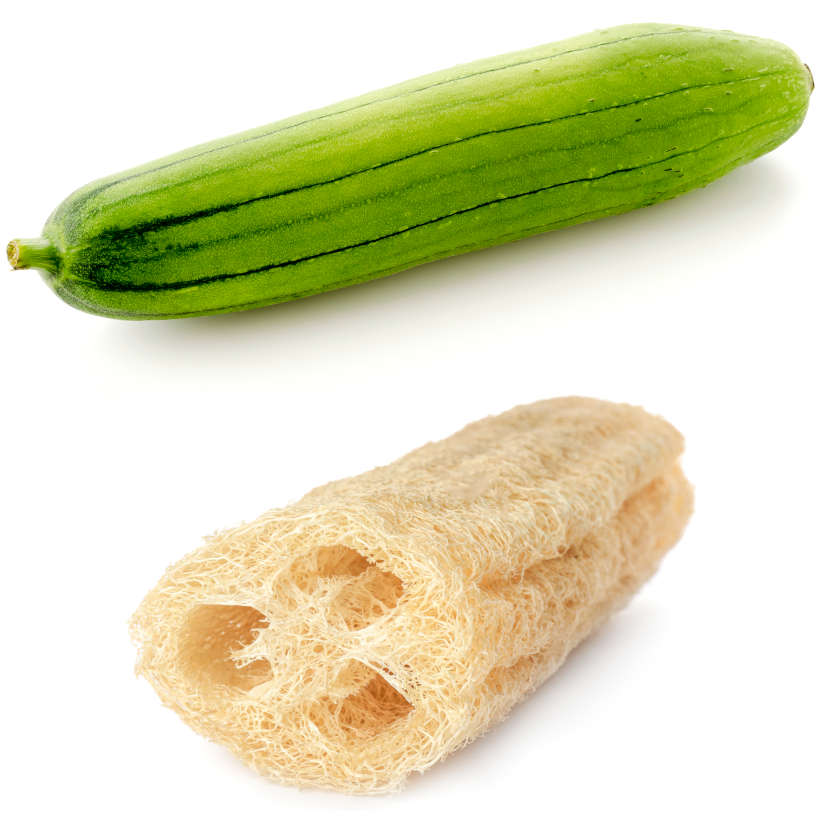 Heirloom Loofah Gourd
