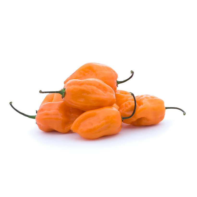Piment fort habanero orange ancestral