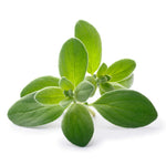 Load image into Gallery viewer, Sweet Marjoram
