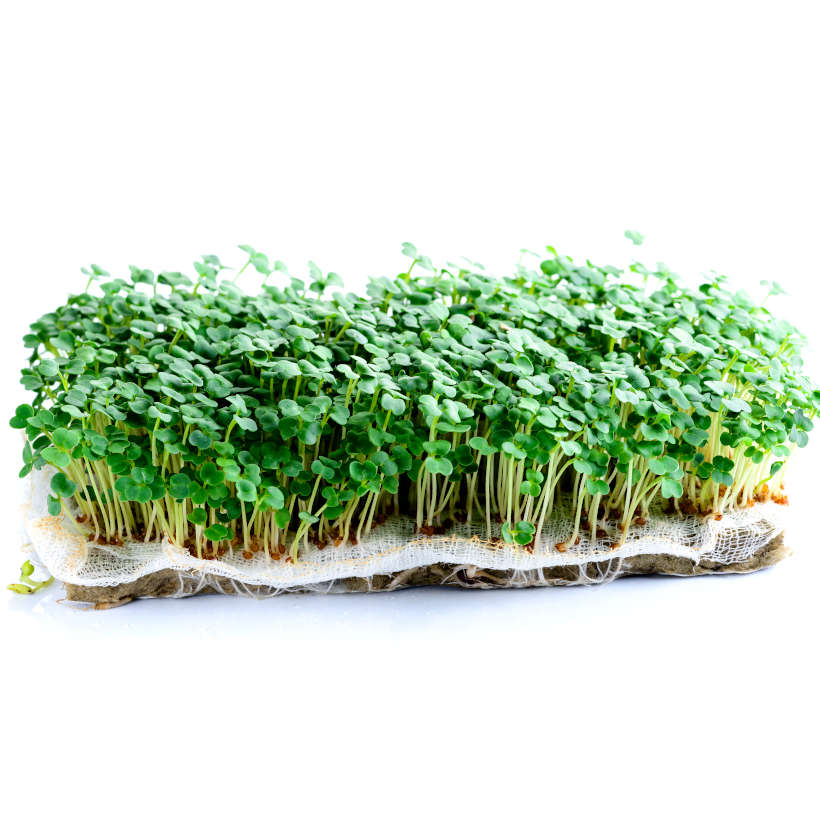 Brown Mustard — Sprouting & Microgreen Seeds