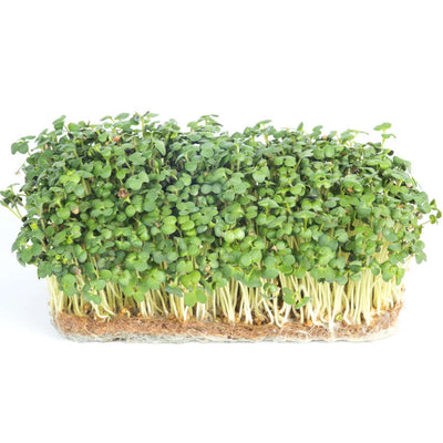 Wasabi Mustard — Sprouting & Microgreen Seeds