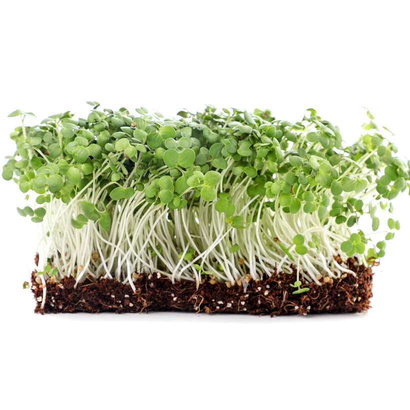 Yellow mustard — sprouting & microgreen seeds
