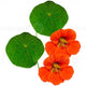 Ecological Empress of India Nasturtium