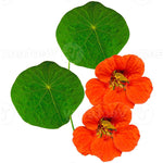 Charger l’image dans la visionneuse de la galerie, Capucine (Nasturtium) Empress of India Écologique
