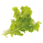 Load image into Gallery viewer, Oakleaf Heirloom Lettuce
