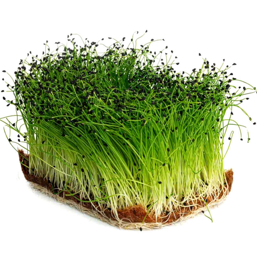 Oignon Écologique pour Micropousses