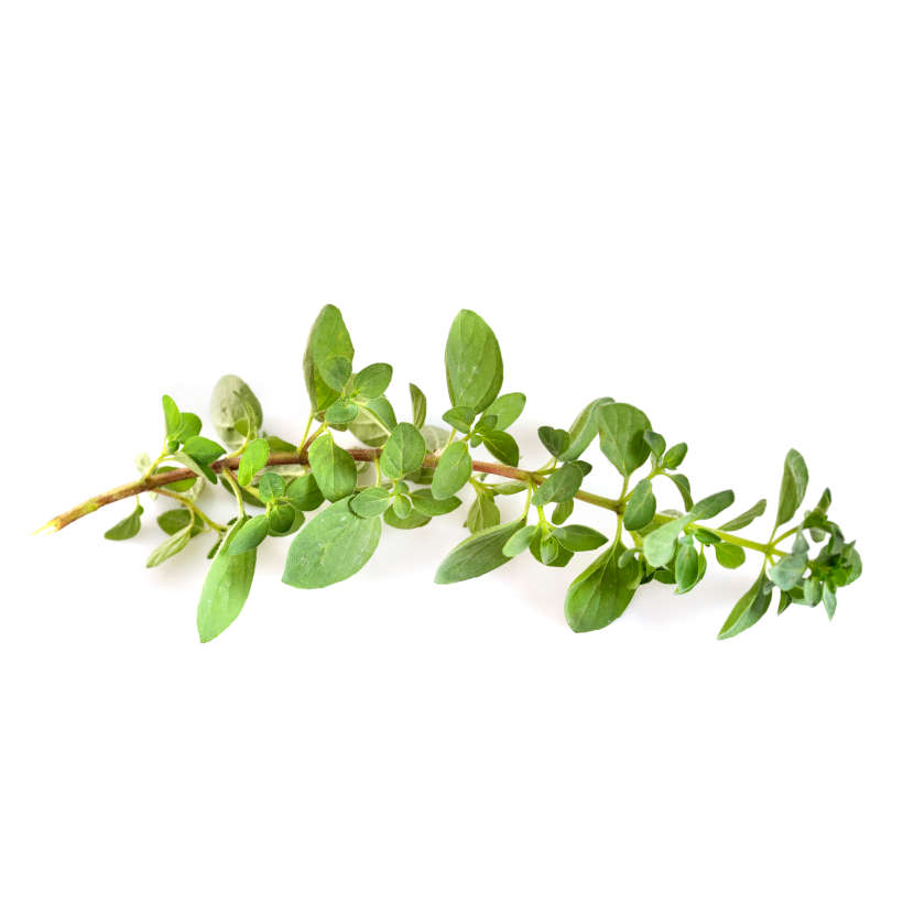 Heirloom greek oregano