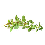 Load image into Gallery viewer, Heirloom Greek Oregano
