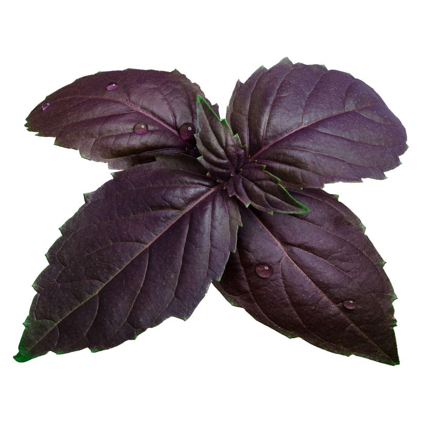 Basilic mauve écologique