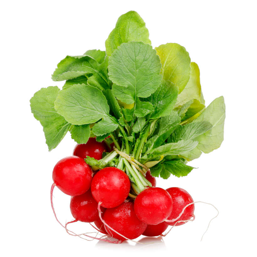 Cherry belle heirloom radish
