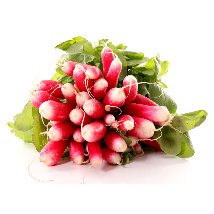 French Breakfast Radish Heirloom