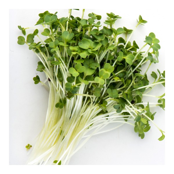 Broccoli rabe (rapini) — sprouting & microgreen seeds
