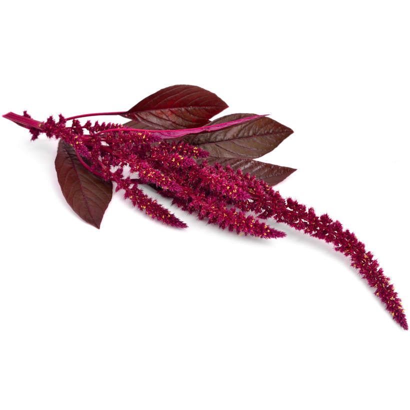 Amarante rouge red garnet écologique