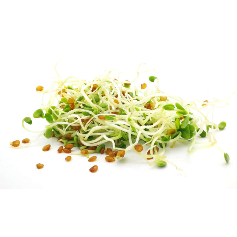 Red clover — sprouting seeds