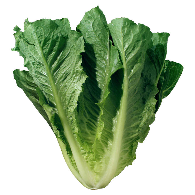 Laitue romaine parris island ancestrale