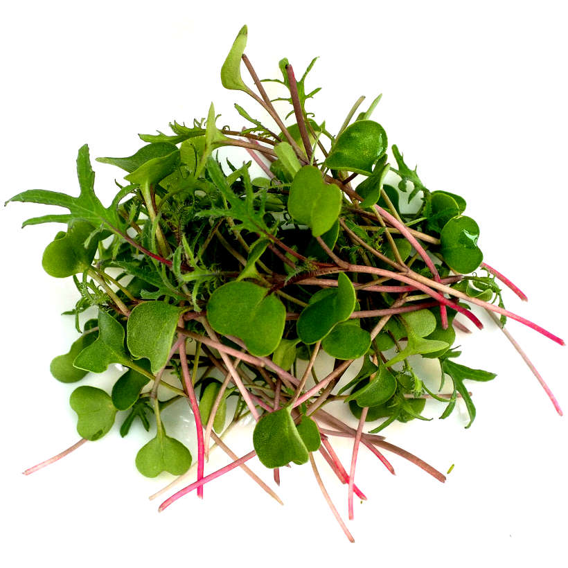 Pousse Rouge Chou-Kale Red Russian Écologique pour Micropousses et Germinations ...