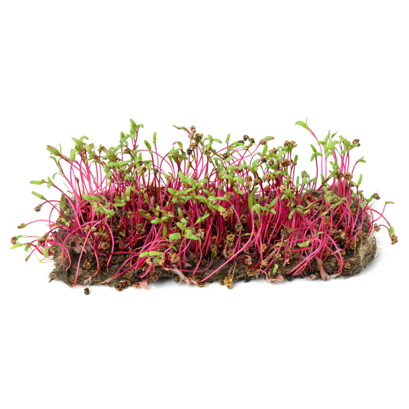 Beet — Microgreen Seeds