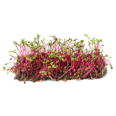 Beet — Microgreen Seeds