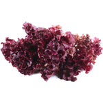 Load image into Gallery viewer, Ruby Red Leaf Lettuce Heirloom
