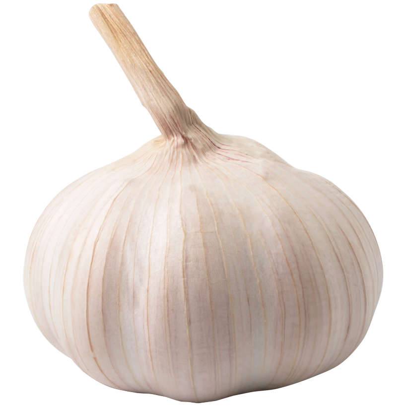 Ail d'Automne en Bulbes