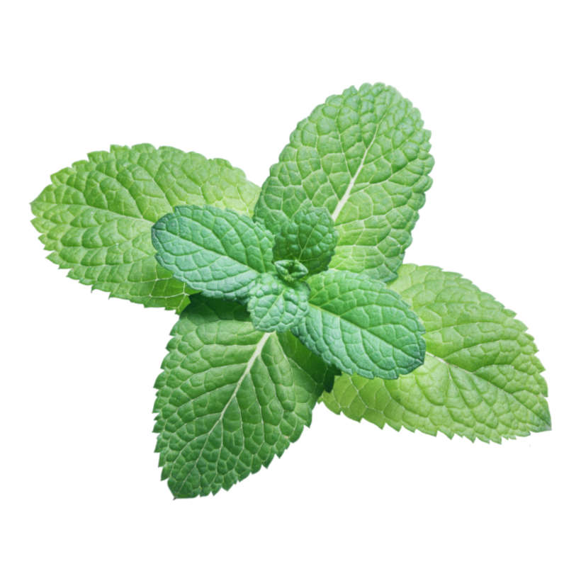 Heirloom Spearmint