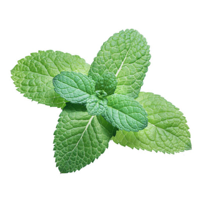 Heirloom Spearmint
