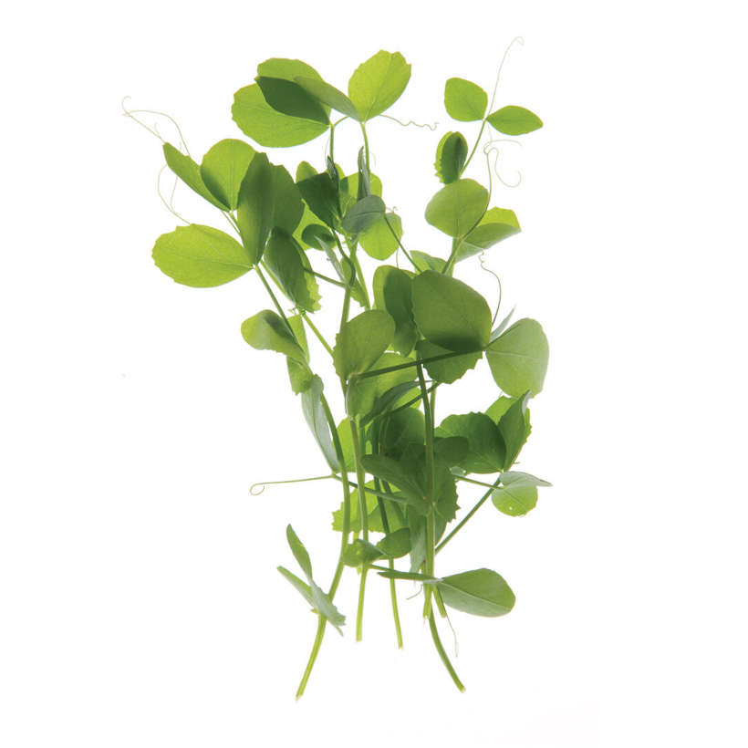 Speckled Pea — Microgreen Seeds