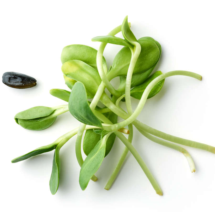 Black sunflower — microgreen seeds