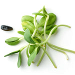 Load image into Gallery viewer, Black Sunflower — Microgreen Seeds
