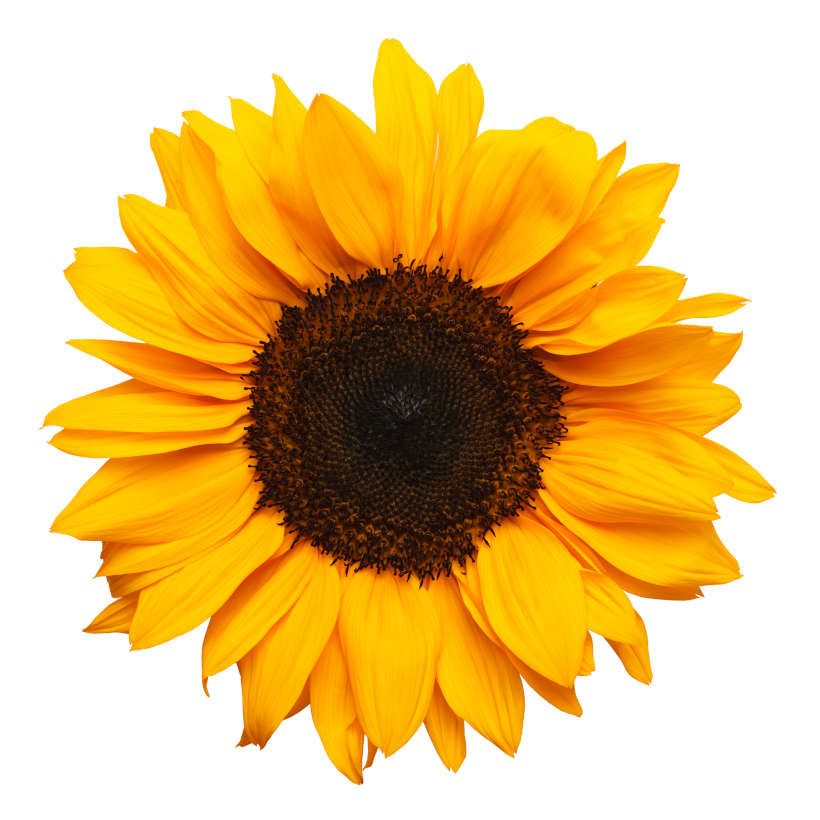 Black Oil Sunflower