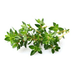 Load image into Gallery viewer, Thyme
