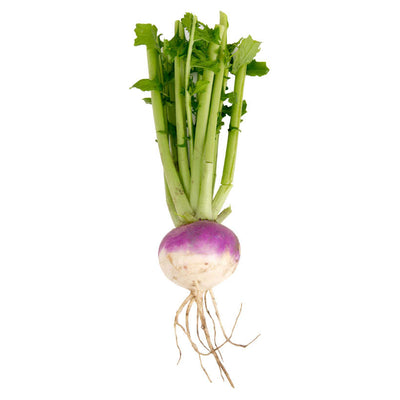 Purple Top White Globe Turnip Heirloom