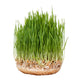 Ecological Hard Red Spring Wheat — Sprouting & Wheatgrass Seeds