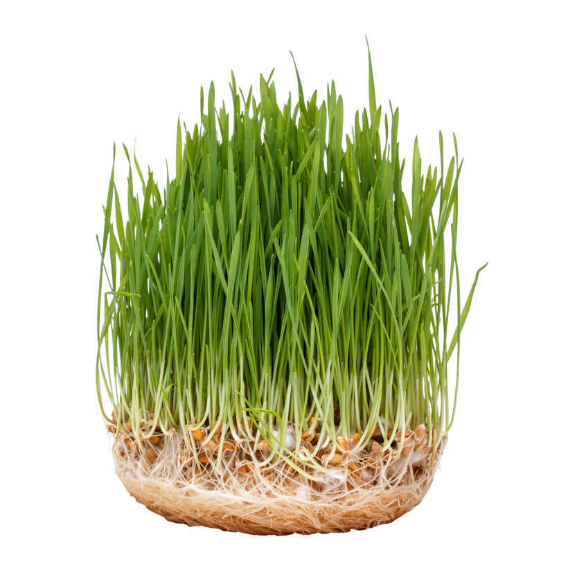 Hard Red Spring Wheat — Sprouting & Wheatgrass Seeds