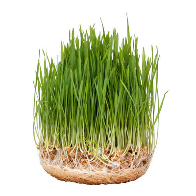 Hard Red Spring Wheat — Sprouting & Wheatgrass Seeds