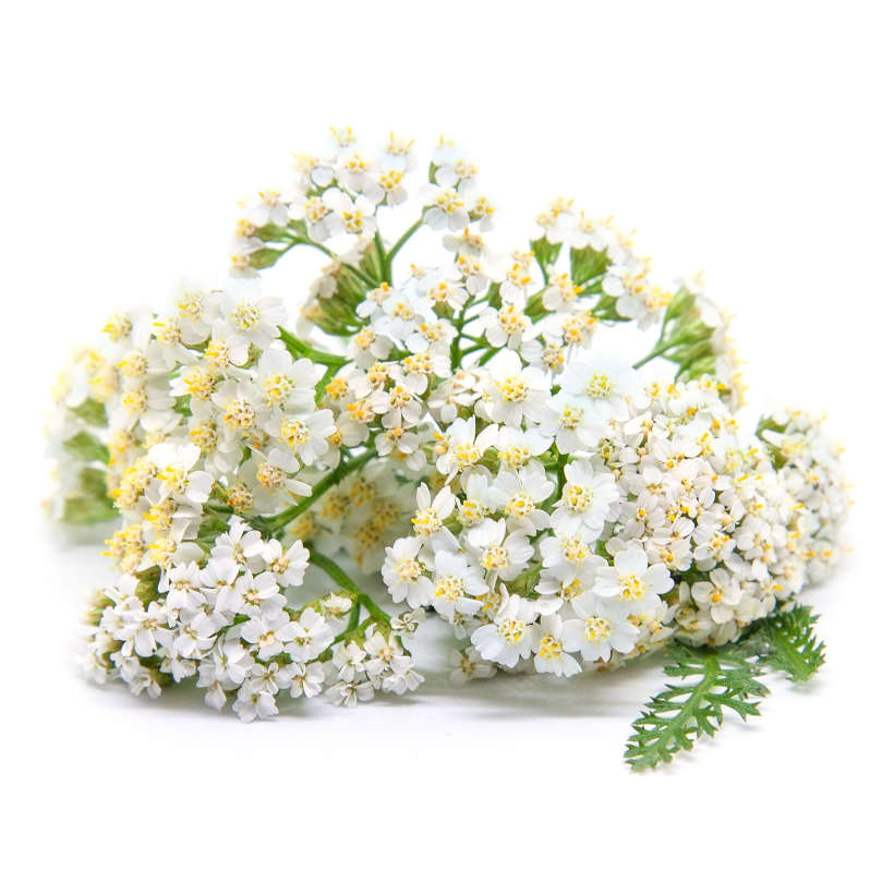Common Yarrow (Native)