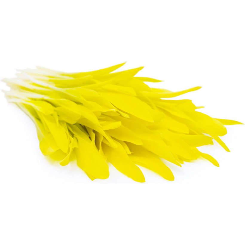Yellow corn — microgreen & popcorn seeds